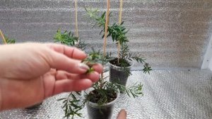 Мелалеука или чайное дерево  Уход, размножение