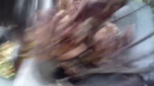 Измельчение ветки измельчителем ЗУБР ЗИЭ-44-2800 - вид в приёмное окно