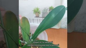Большие #цветы и маленькая розетка? #ФАЛЕНОПСИС Пастелло Кисс #растения #орхидеи #shorts