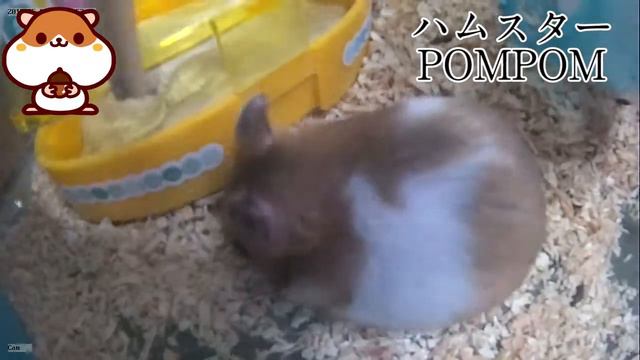 ハムスターを飼う　いちごはよく寝るハムちゃん　おもしろ動画