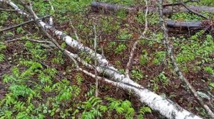 Валежник - не валежник, берёза на дрова.