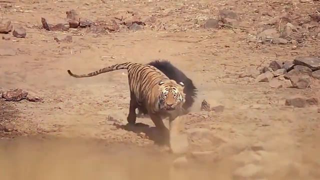 Слон 🐘 против Льва. Топ 10 битв животных!2020. смотреть онлайн