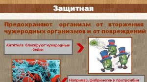 Свойства и функции белков.AVI