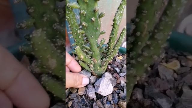 Como cuidar Opuntia Monacantha//Cuidados y reproducción #cactus