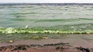 Зелёная от водорослей Волга в Верхнем Услоне