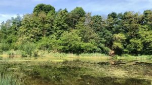 Кваканье лягушек,Пенье птиц на лесном озере.Начало лета.Полдень