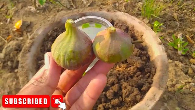 Best way to grow fig trees with tomatoes and Aloe vera | 100% success with Aloe vera % смотреть онлайн