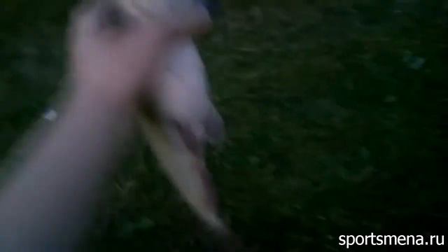 Сом первоуральск.Сомик. смотреть онлайн