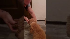 купить той Пуделя 🐩🐩