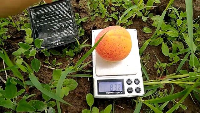 Абрикос Абориген 18 смотреть онлайн