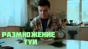 Размножаю туи черенками деревенским способом.