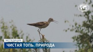 Чистая топь. Природа