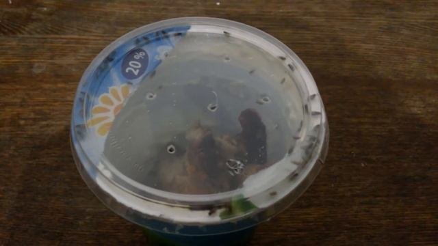 ЛОВУШКА ДЛЯ МОШЕК своими руками