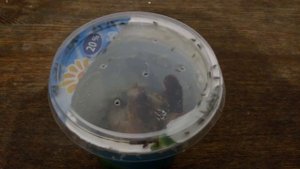 ЛОВУШКА ДЛЯ МОШЕК своими руками