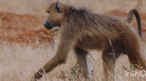 Дикие животные Африки, жираф, слон, зебры, буйволы, носорог, газели и т.д.