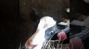 УДОБНЫЙ САРАЙ В КОТОРОМ СО СТАДОМ БЫКОВ СПРАВИТСЯ ДАЖЕ РЕБЕНОК