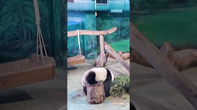 Panda cute tiktok | Panda eating bamboo | Panda cute and funny videos #70