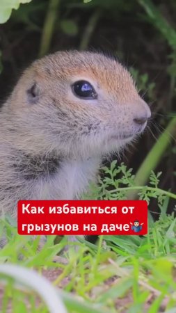 ПРОСТОЙ способ избавиться от грызунов на участке