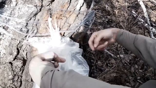 Сбор березового сока смотреть онлайн