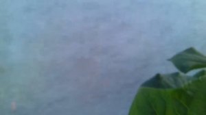 Огурцы сорта Эколь и Меренга.5 июня...обзор.