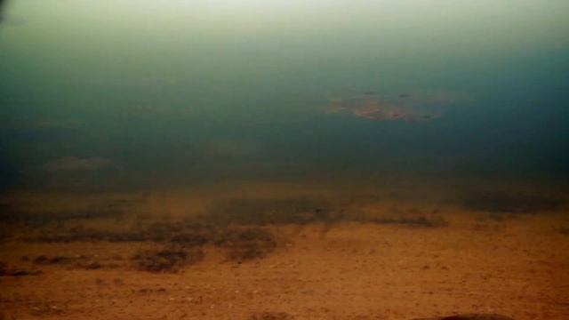 Большая стая мирной рыбы (р. Волга Чебосарское водохранилище) смотреть онлайн