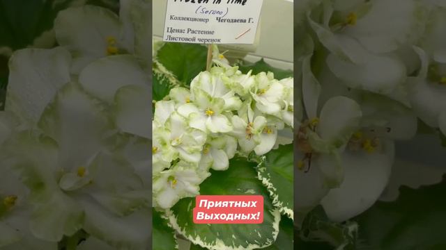 В «Дом Фиалки» всегда Лето!!! 🌺🌺🌺