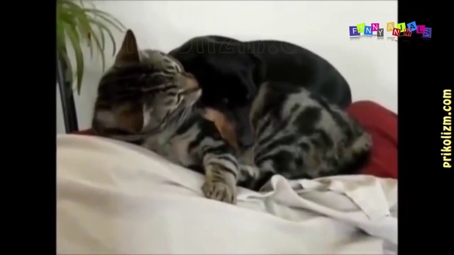 Кошки vs собаки. смотреть онлайн