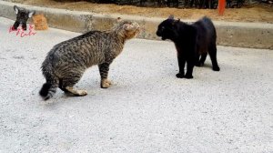 Cats Fight Compilation Video 2022 | Cats fighting | Cat sound | Cat Fight Noises | Cat voice #cat