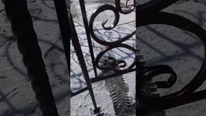 Оградка на кладбище с элементами холодной ковки 860 рублей погонный метр.