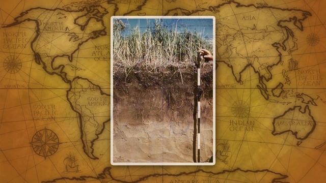 Природа лесостепей и степей. Видеоурок по географии 8 класс