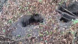 Проверка капканов. Поймал выдру и хоря.
