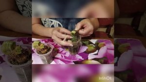Прививка кактусов. Это легко!