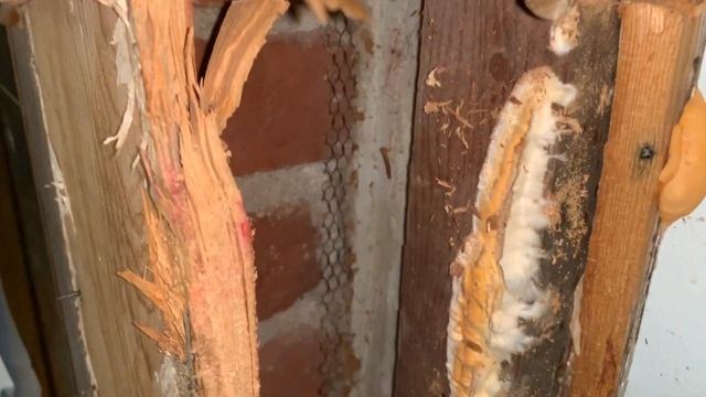 Slime Mold Growing In My Walls смотреть онлайн