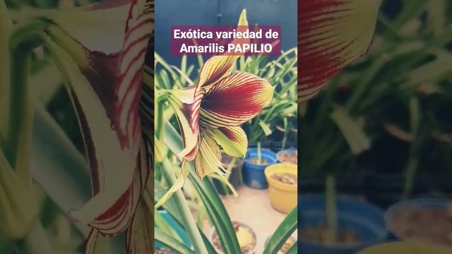 Les presento ésta exótica variedad de #Amarilis #azucena #hippeastrum PAPILIO