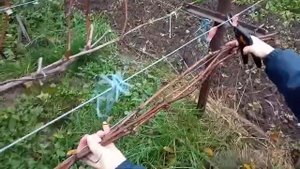 Обрезка винограда. Когда и как обрезать виноград.