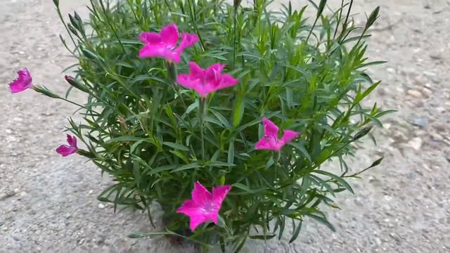 |НАШИТЕ ЦВЕТЯ| Мини карамфил - цвят цикламен смотреть онлайн