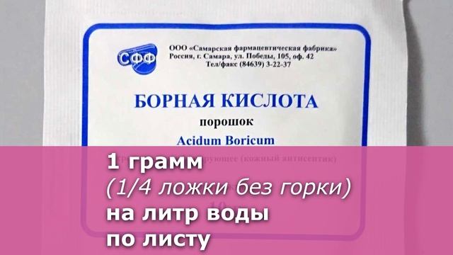 Слабая бледная герань как спасти. 3 совета на весну. Скорая помощь для пеларгоний.