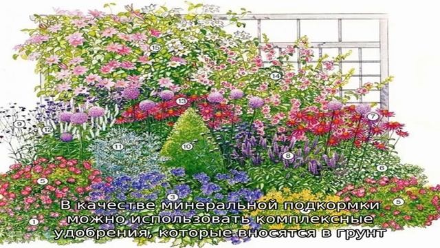 Как сделать клумбу непрерывного цветения (особенности посадки и выращивания)