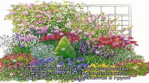 Как сделать клумбу непрерывного цветения (особенности посадки и выращивания)