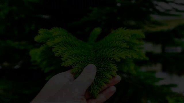 ДЕРЕВО ДРЕВНОСТИ - АРАУКАРИЯ.