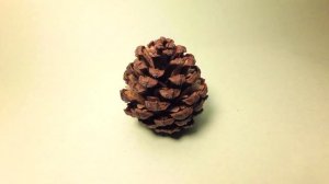 Шишка РАСКРЫВАЕТСЯ 4K