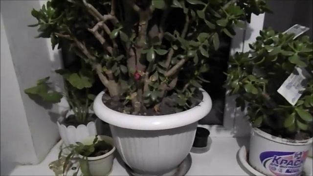 Денежное дерево уход в домашних условиях смотреть онлайн