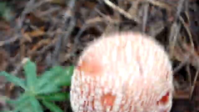 Amanita Muscaria!!! смотреть онлайн