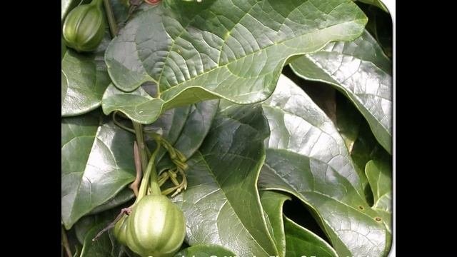 АРИСТОЛОХИЯ , или  КИРКАЗОН  (ARISTOLOCHIA)  сем. Кирказоновые