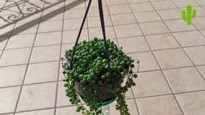 Сенечио Курио Роули.