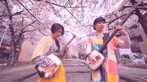 Японские девушки играют под сакурой на  Сямисэне