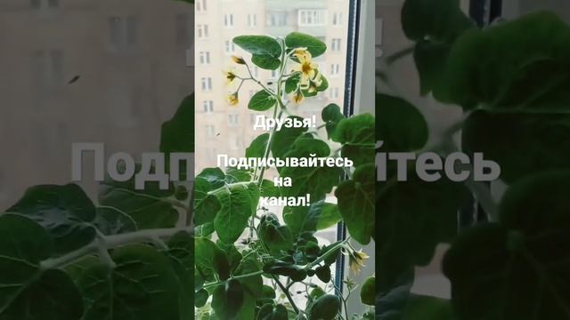 ? Многолетние томаты на подоконнике! Собираем урожай круглый год!