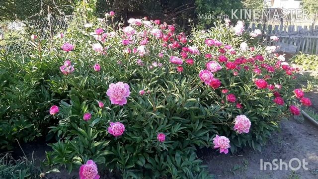 Удобрение для пионов! смотреть онлайн