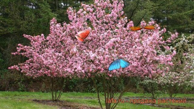Яблоня декоративная Рудольф (malus rudolph) ? Рудольф обзор: как сажать, саженцы яблони Рудольф