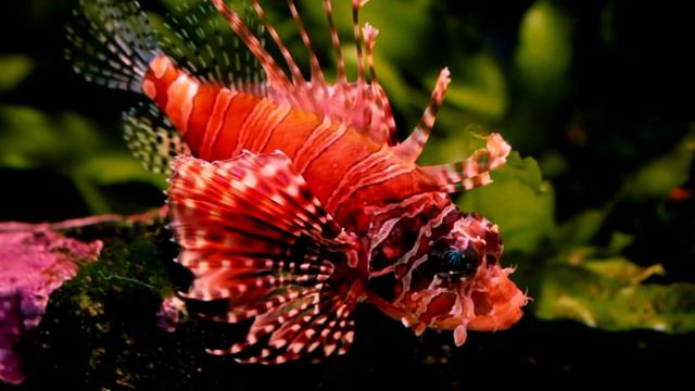 Sea Animals Collection | E to O Sea Animal Names |Sea Animals Pictures And Videos | смотреть онлайн